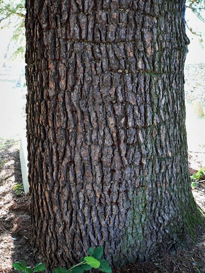 {Cedrus deodara}